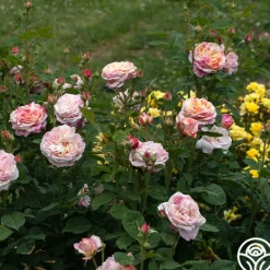 Heirloom Roses Wonderstripe™ New