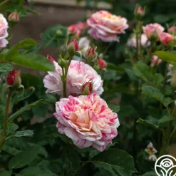 Heirloom Roses Wonderstripe™ New