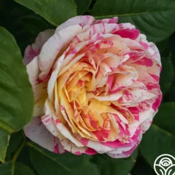 Heirloom Roses Wonderstripe™ New