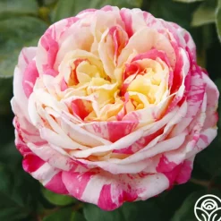 Heirloom Roses Wonderstripe™ New