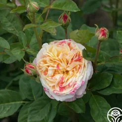 Heirloom Roses Wonderstripe™ New