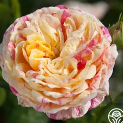 Heirloom Roses Wonderstripe™ New