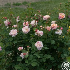 Heirloom Roses Wonderstripe™ New