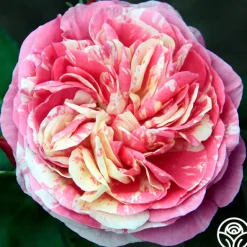 Heirloom Roses Wonderstripe™ New