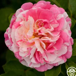 Heirloom Roses Wonderstripe™ New
