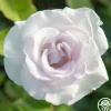 Heirloom Roses World War II Memorial Rose™ Outlet