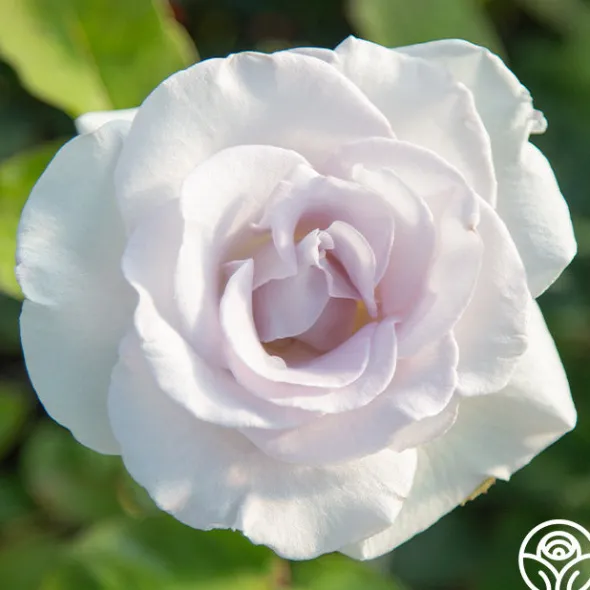 Heirloom Roses World War II Memorial Rose™ Outlet