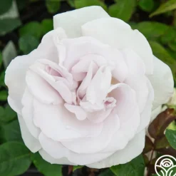 Heirloom Roses World War II Memorial Rose™ Outlet