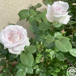 Heirloom Roses World War II Memorial Rose™ Outlet