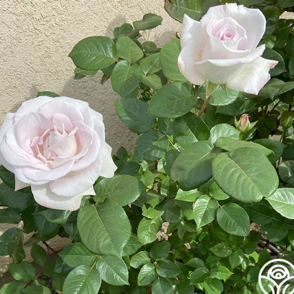 Heirloom Roses World War II Memorial Rose™ Outlet