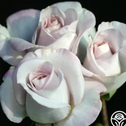 Heirloom Roses World War II Memorial Rose™ Outlet