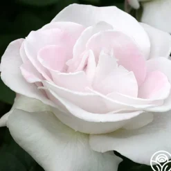 Heirloom Roses World War II Memorial Rose™ Outlet
