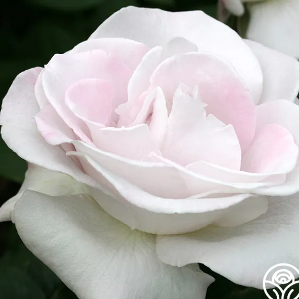 Heirloom Roses World War II Memorial Rose™ Outlet