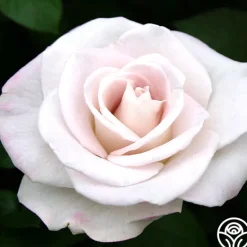 Heirloom Roses World War II Memorial Rose™ Outlet