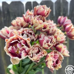 Heirloom Roses Wyndham Discount
