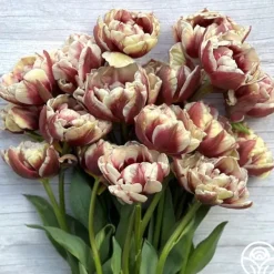 Heirloom Roses Wyndham Discount