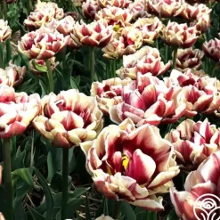 Heirloom Roses Wyndham Discount