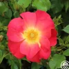 Heirloom Roses Yabba Dabba Doo Discount