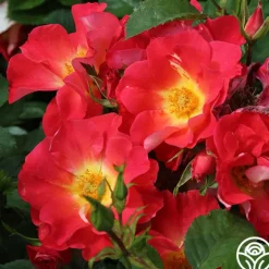 Heirloom Roses Yabba Dabba Doo Discount