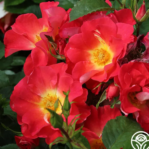 Heirloom Roses Yabba Dabba Doo Discount