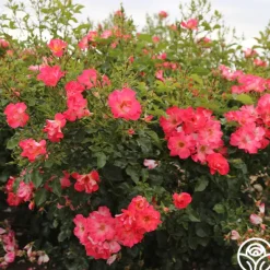 Heirloom Roses Yabba Dabba Doo Discount