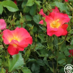 Heirloom Roses Yabba Dabba Doo Discount