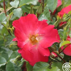 Heirloom Roses Yabba Dabba Doo Discount
