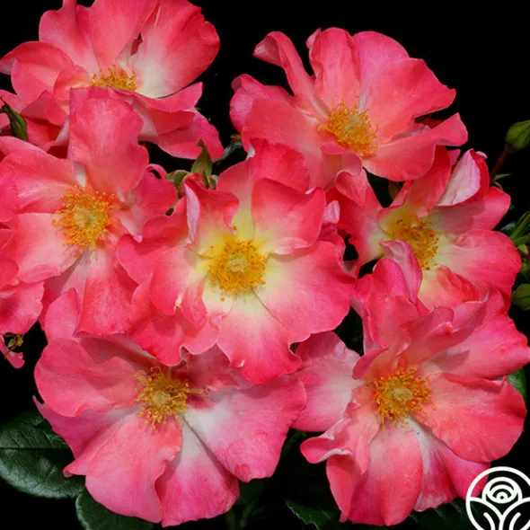 Heirloom Roses Yabba Dabba Doo Discount