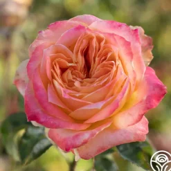 Heirloom Roses Yankee Doodle® Sale