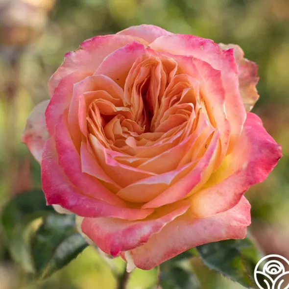 Heirloom Roses Yankee Doodle® Sale