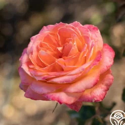 Heirloom Roses Yankee Doodle® Sale