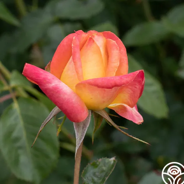 Heirloom Roses Yankee Doodle® Sale