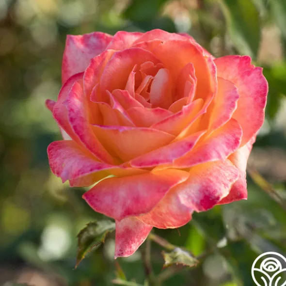 Heirloom Roses Yankee Doodle® Sale