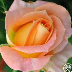 Heirloom Roses Yankee Doodle® Sale