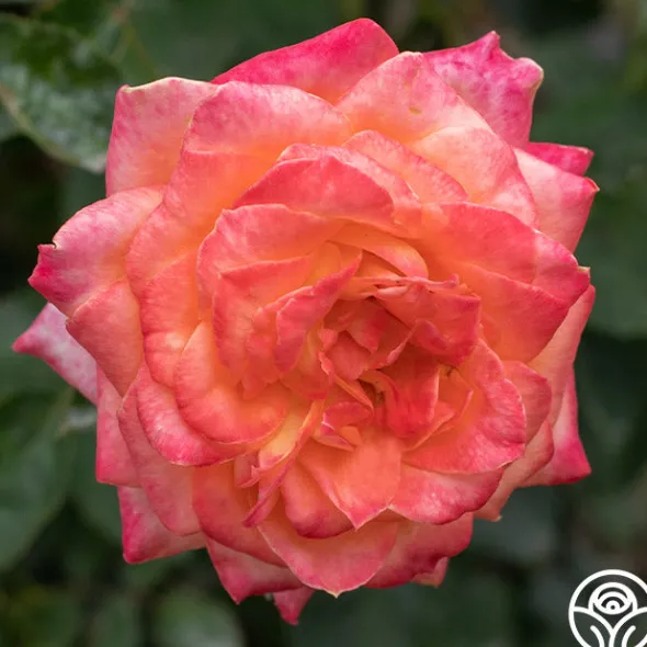 Heirloom Roses Yankee Doodle® Sale