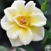 Heirloom Roses Yellow Fairy® Best