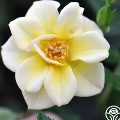 Heirloom Roses Yellow Fairy® Best
