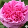 Heirloom Roses Yolande de Aragon Discount