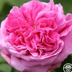Heirloom Roses Yolande de Aragon Discount
