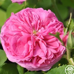 Heirloom Roses Yolande de Aragon Discount