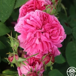 Heirloom Roses Yolande de Aragon Discount