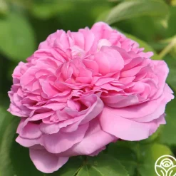 Heirloom Roses Yolande de Aragon Discount