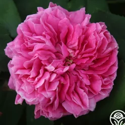 Heirloom Roses Yolande de Aragon Discount
