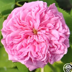 Heirloom Roses Yolande de Aragon Discount