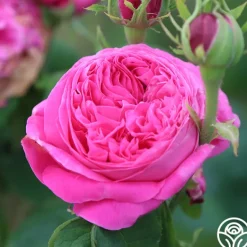 Heirloom Roses Yolande de Aragon Discount