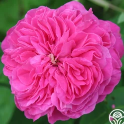 Heirloom Roses Yolande de Aragon Discount