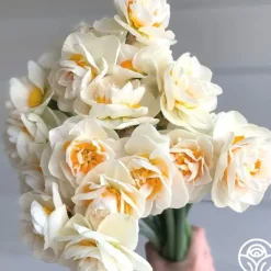 Heirloom Roses Yosemite Valley Sale
