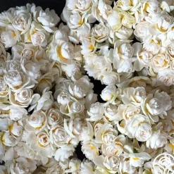 Heirloom Roses Yosemite Valley Sale