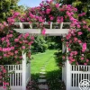 Heirloom Roses Zéphirine Drouhin Online