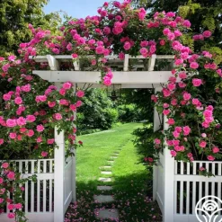 Heirloom Roses Zéphirine Drouhin Online